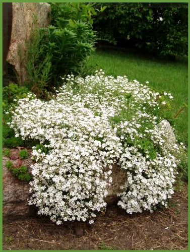 Gypsophila flower,گل ژیپسوفیلا,گل عروس