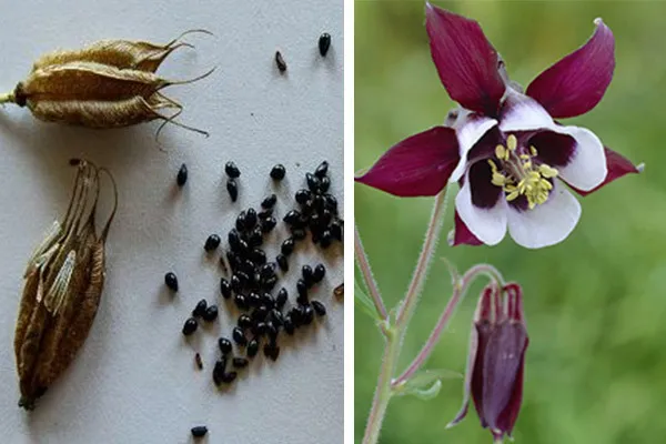 گل تاج الملوکAquilegia vulgaris Nora Barlow مجموعه تولیدی سیدوس ,تولید کننده گلدان پلاستیکی سیدوس وشیلنگ آب وشیلنگ گاز وشیلنگ کولری ومحصولات پلاسکویی مانند چاقو تیز کن پوست کن,َ