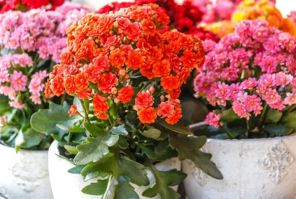 گیاه آپارتمانی مناسب مناطق گرمسیریHouseplant suitable for tropical areas مجموعه تولیدی سیدوس ,تولید کننده گلدان پلاستیکی سیدوس ,بیش از 120نوع, اعم از گلدان استوانه ای پلاستیکی سیدوس,گلدان الماسی پلاستیکی سیدوس,گلدان مربعی پلاستیکی,گلدان مثلثی پلاستیکی,گلدان گرد پلاستیکی ,باکس مستطیلی,در اندازه های کاکتوسی تا درختچه ای