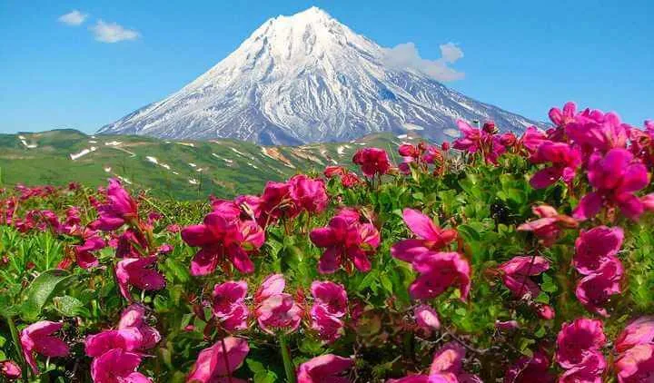 گل رودودندرون کامچاتکاRhododendron ponticum رودودندرون خرزه هندی مجموعه تولیدی سیدوس تولید کننده گلدان پلاستیکی سیدوس