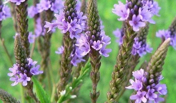 گل ماهور، خرگوشک یا بوصیر (نام علمی: Verbascum) مجموعه تولیدی سیدوس تولید کننده گلدان پلاستیکی سیدوس