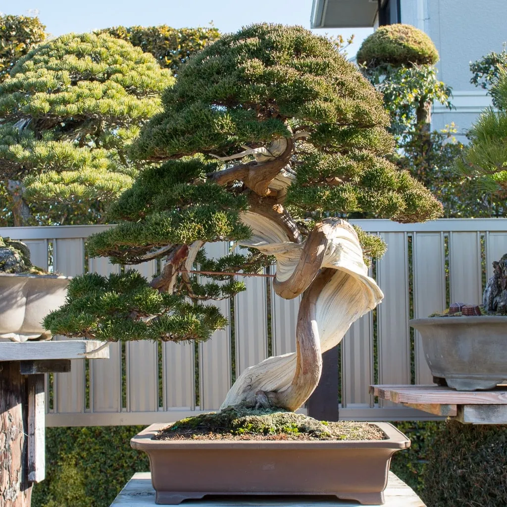 بونسای های عجیب و گرانبها در دنیاStrange and precious bonsai in the world
مجموعه تولیدی سیدوس ,تولید کننده گلدان پلاستیکی سیدوس ,بیش از 120نوع, اعم از گلدان استوانه ای پلاستیکی سیدوس,گلدان الماسی پلاستیکی سیدوس,گلدان مربعی پلاستیکی,گلدان مثلثی پلاستیکی,گلدان گرد پلاستیکی ,باکس مستطیلی,در اندازه های کاکتوسی تا درختچه ای