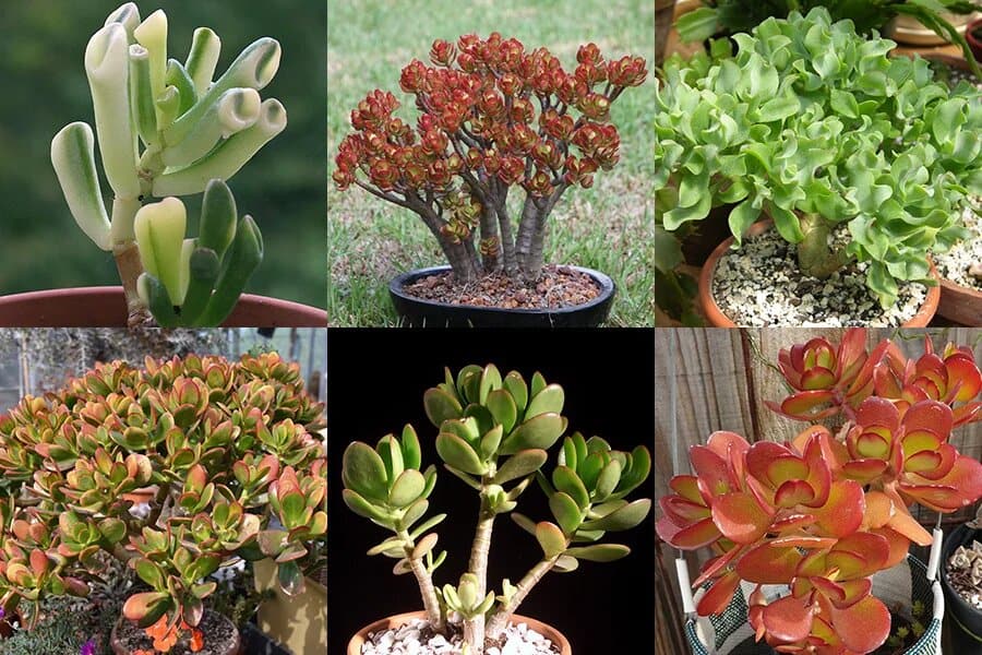 Jade plant
