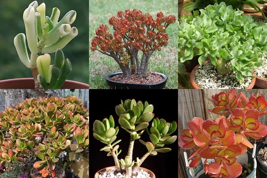Jade plant