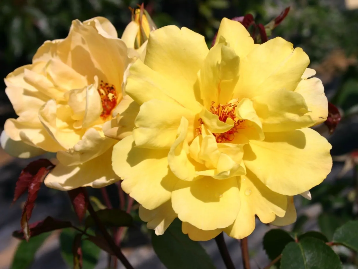 گل های رز رونده, Climbing roses (11 types) مجموعه تولیدی سیدوس ,تولید کننده گلدان پلاستیکی سیدوس