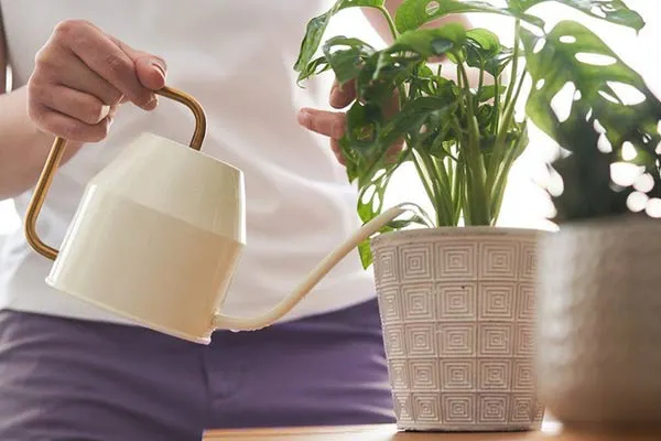 خرید گیاهان و7نکته کلیدی در این موردBuying Plants and 7 Key Points
مجموعه تولیدی سیدوس ,تولید کننده گلدان پلاستیکی سیدوس ,بیش از 120نوع, اعم از گلدان استوانه ای پلاستیکی سیدوس,گلدان الماسی پلاستیکی سیدوس,گلدان مربعی پلاستیکی,گلدان مثلثی پلاستیکی,گلدان گرد پلاستیکی ,باکس مستطیلی,در اندازه های کاکتوسی تا درختچه ای