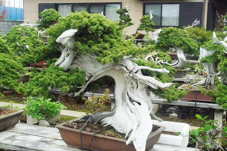 بونسای های عجیب و گرانبها در دنیاStrange and precious bonsai in the world
مجموعه تولیدی سیدوس ,تولید کننده گلدان پلاستیکی سیدوس ,بیش از 120نوع, اعم از گلدان استوانه ای پلاستیکی سیدوس,گلدان الماسی پلاستیکی سیدوس,گلدان مربعی پلاستیکی,گلدان مثلثی پلاستیکی,گلدان گرد پلاستیکی ,باکس مستطیلی,در اندازه های کاکتوسی تا درختچه ای