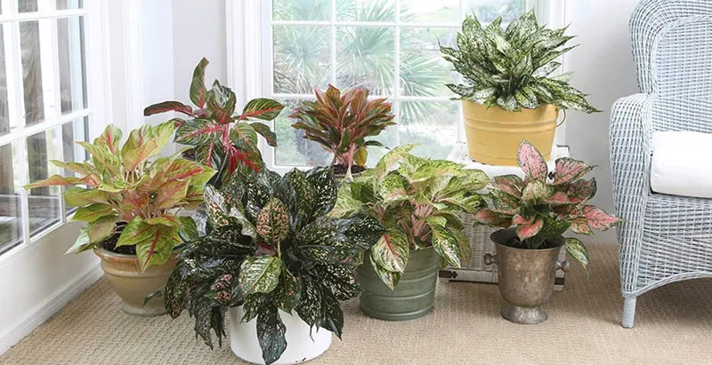 گیاهان آپارتمانی مناسب برای افراد آلرژیکHouseplants suitable for allergy sufferers
مجموعه تولیدی سیدوس ,تولید کننده گلدان پلاستیکی سیدوس ,بیش از 120نوع, اعم از گلدان استوانه ای پلاستیکی سیدوس,گلدان الماسی پلاستیکی سیدوس,گلدان مربعی پلاستیکی,گلدان مثلثی پلاستیکی,گلدان گرد پلاستیکی ,باکس مستطیلی,در اندازه های کاکتوسی تا درختچه ای