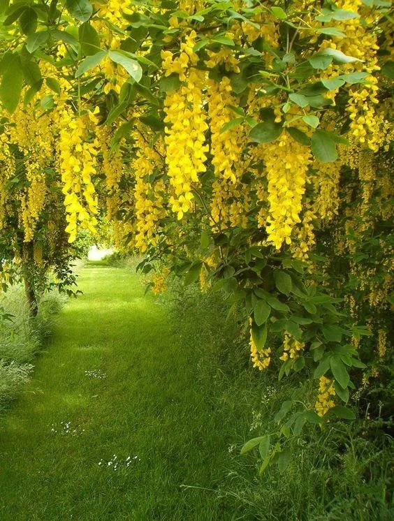 درخت پروانه Laburnum anagyroides L. anagyroides Common laburnum مجموعه تولیدی سیدوس تولید کننده گلدان پلاستیکی سیدوس