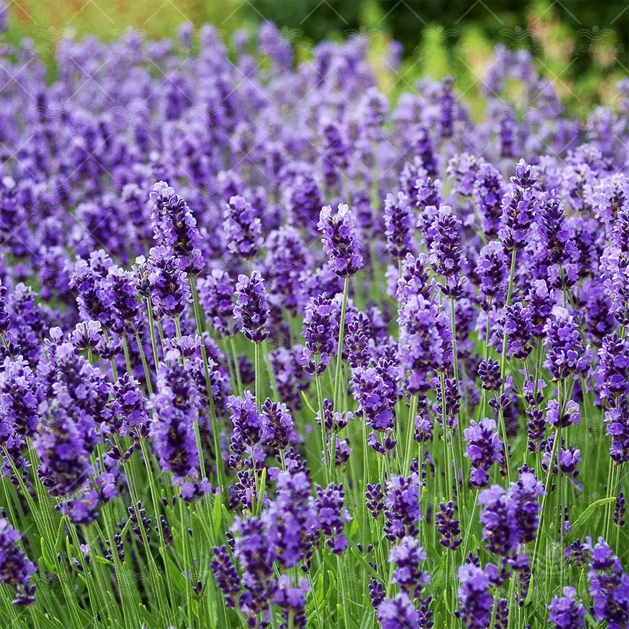 گل های بهاری وتابستانی مناسب باغچه (37گونه)Spring and summer flowers suitable for the garden (37 (species) مجموعه تولیدی سیدوس , تولید کننده گلدان های پلاستیکی سیدوس