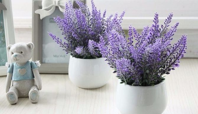 اسطوخودوس (Lavender) 