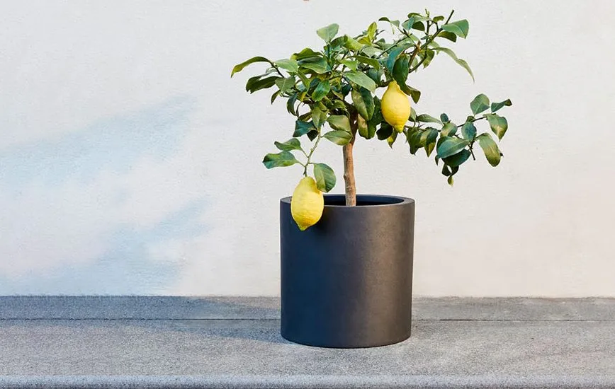  درخت لیمو ترش در گلدان پلاستیکی سیدوسLemon tree in a plastic pot Sidoos مجموعه تولیدی سیدوس ,تولید کننده گلدان پلاستیکی سیدوس ,بیش از 120نوع, اعم از گلدان استوانه ای پلاستیکی سیدوس,گلدان الماسی پلاستیکی سیدوس,گلدان مربعی پلاستیکی,گلدان مثلثی پلاستیکی,گلدان گرد پلاستیکی ,باکس مستطیلی,در اندازه های کاکتوسی تا درختچه ای