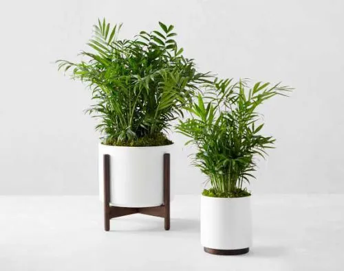 گیاه شامادورا در گلدان استوانه ای سیدوس Chamadura plant in a Cylindrical Sidoos Pot گلدان پلاستیکی Plastic pot, plastic vase مجموعه تولیدی سیدوس ,تولید کننده گلدان پلاستیکی سیدوس ,بیش از 120نوع, اعم از گلدان استوانه ای پلاستیکی سیدوس,گلدان الماسی پلاستیکی سیدوس,گلدان مربعی پلاستیکی,گلدان مثلثی پلاستیکی,گلدان گرد پلاستیکی ,باکس مستطیلی,در اندازه های کاکتوسی تا درختچه ای