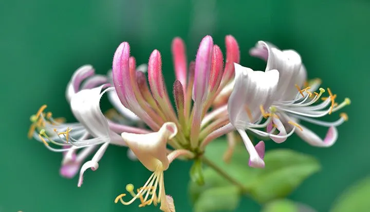 Himalayan honeysuckle,Leycesteria Formosa,پیچ امین الدوله