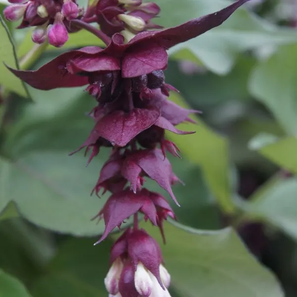 Leycesteria formosa، توت قرقاول،