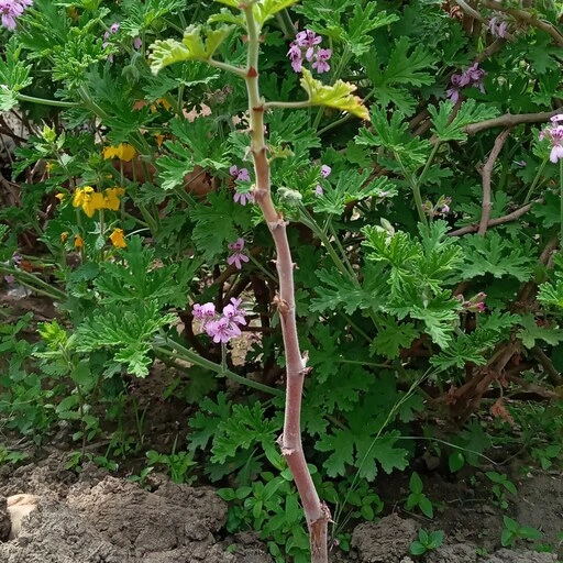 گل ژرانیوم,نام علمی: Geranium maderenseرده‌‌بندی بالاتر: شمعدانیان راسته: شمعدانی‌سانان خانواده: Geraniaceae مجموعه تولیدی گلدان پلاستیکی سیدوس