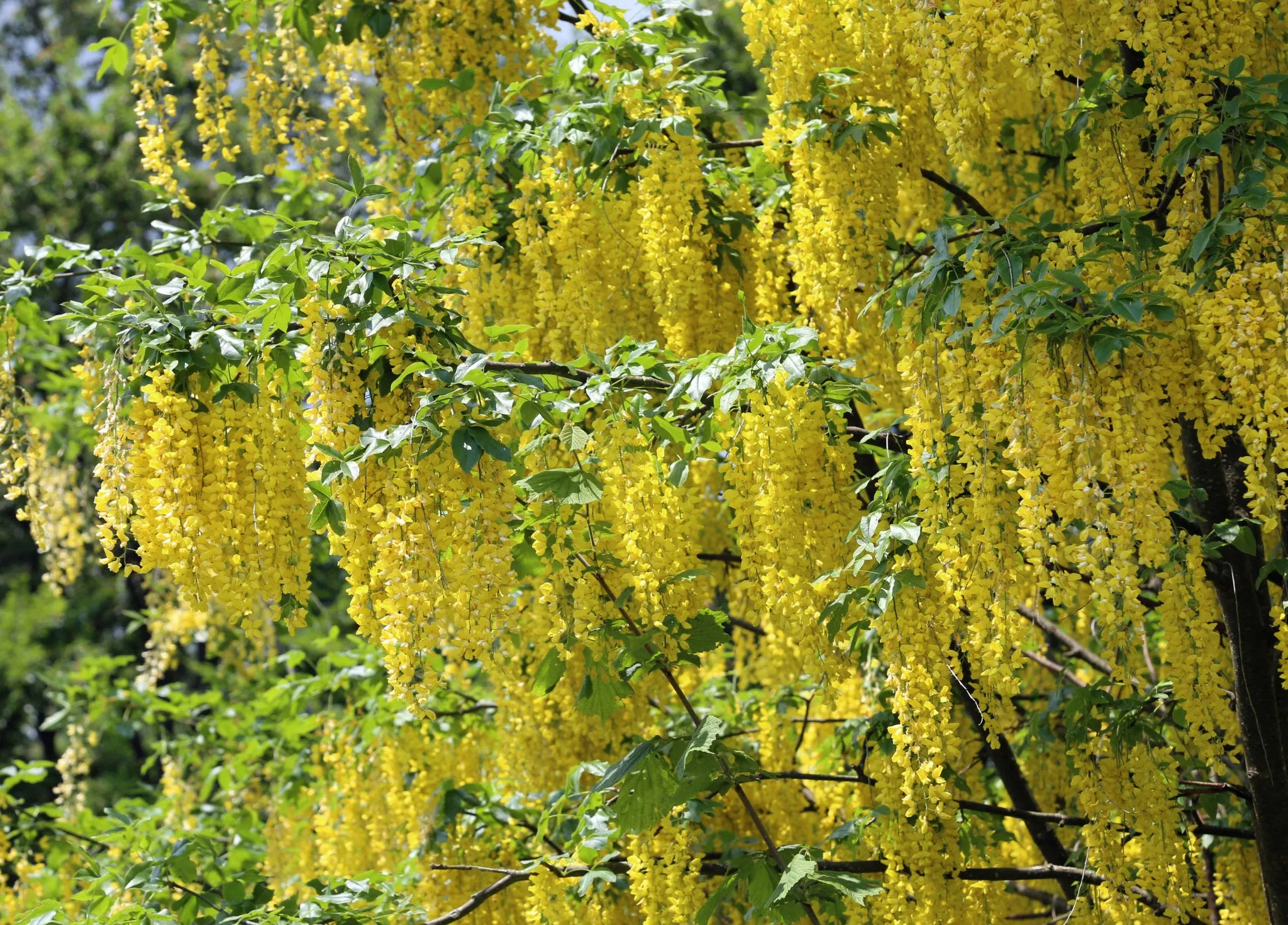 درخت پروانه Laburnum anagyroides L. anagyroides Common laburnum مجموعه تولیدی سیدوس تولید کننده گلدان پلاستیکی سیدوس