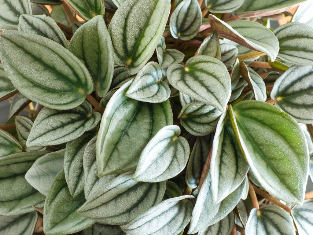 Radiator plants