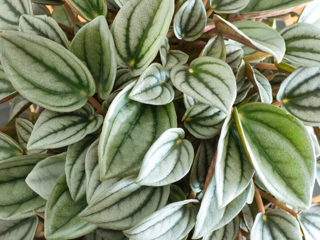 Radiator plants
