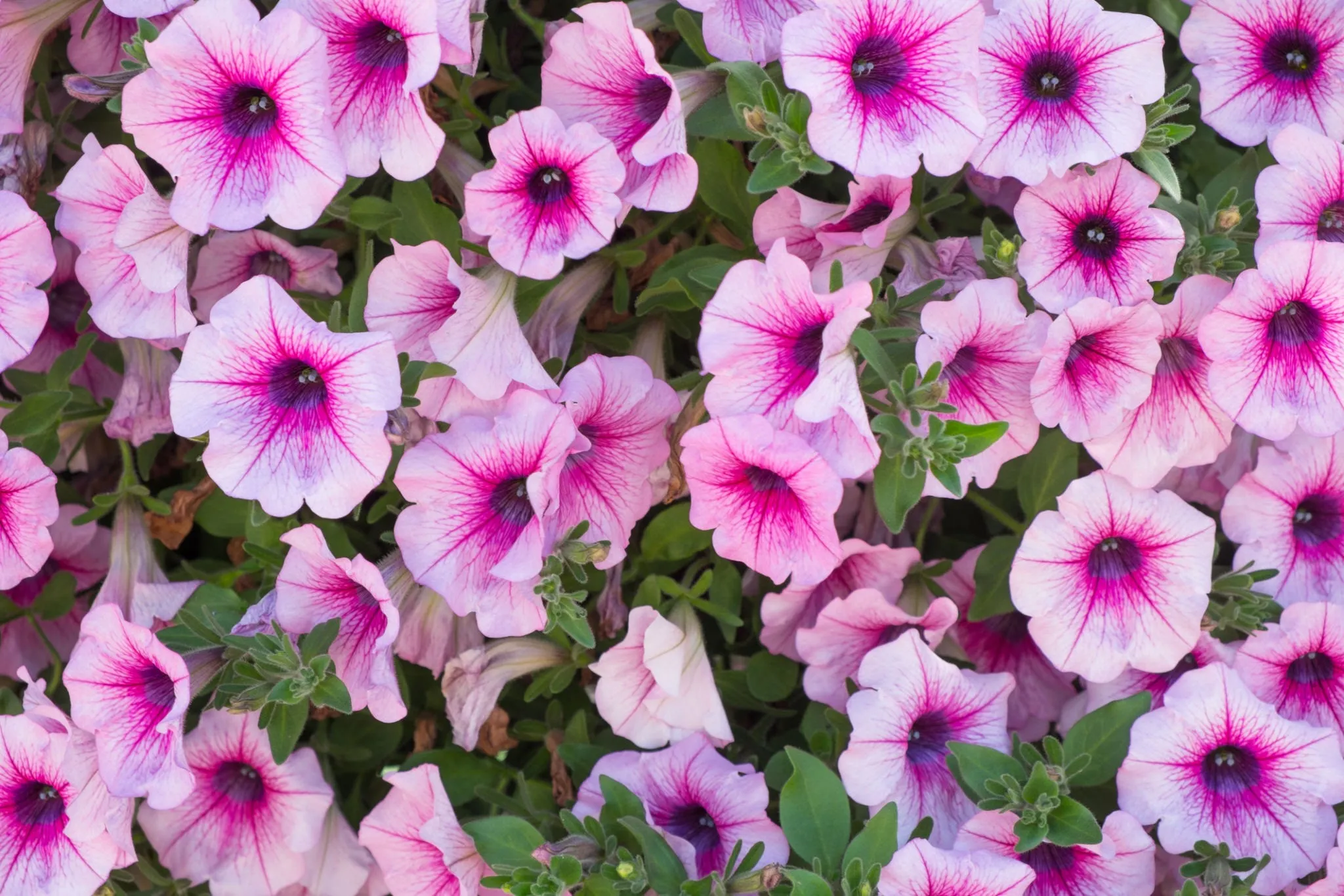 گل اطلسی یا petunia گیاهی از خانواده Solanaceae و بومی قاره آمریکا است.مجموعه تولیدی سیدوس,عتولید کننده گلدان پلاستیکی سیدوس.