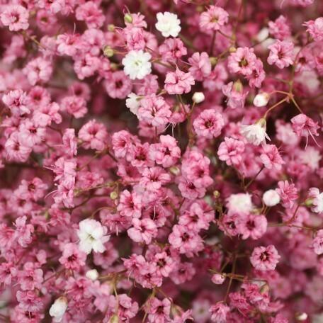 Gypsophila flower,گل ژیپسوفیلا,گل عروس