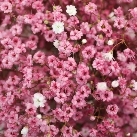Gypsophila flower,گل ژیپسوفیلا,گل عروس