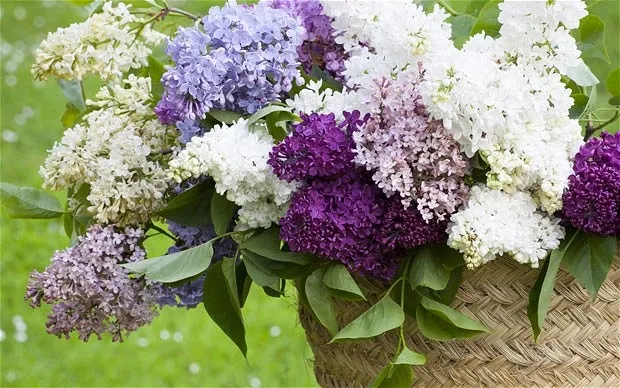 یاس خوشه ای,Syringa vulgarisمجموعه تولیدی گلدان پلاستیکی سیدوس