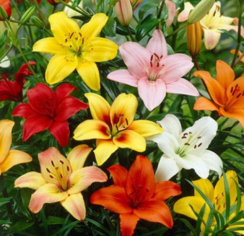 Lilium flower گل لیلیوم