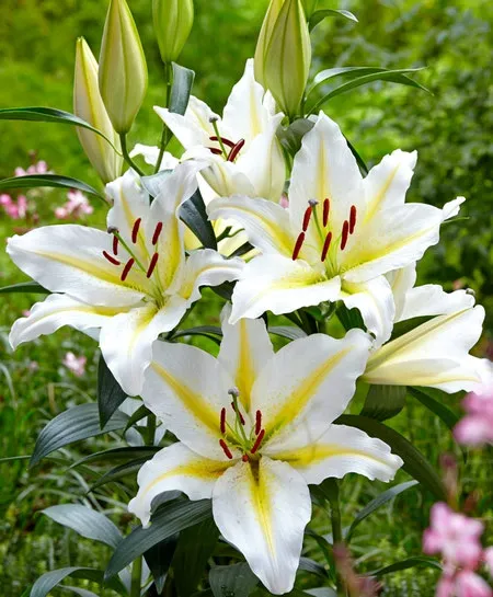 گیاه لیلیوم ببر (Tiger Lily)نام علمی: (Lilium lancifolium)
گلدان پلاستیکی سیدوس Sidoos plastic vase