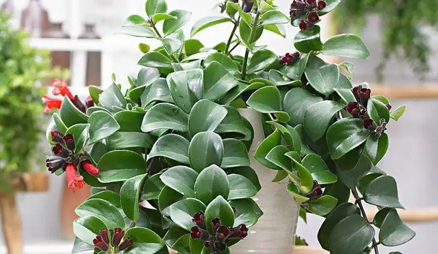 گل آشیانتوسنام علمی : Aeschynanthus Japhrolepis نام علمی آن برگرفته از کلمه یونانی ( aischyne ) به معنی شرم و خجالت است مجموعه تولیدی گلدان پلاستیکی سیدوس این گل زیبا را میپسندد.