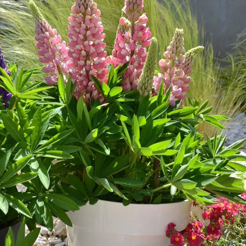 ,گل ترمس,گل لوپن,گل انگشتانه هندی، large leaved lupine , big leaved lupineمجموعه تولیدی سیدوس تولید کننده گلدان پلاستیکی سیدوس