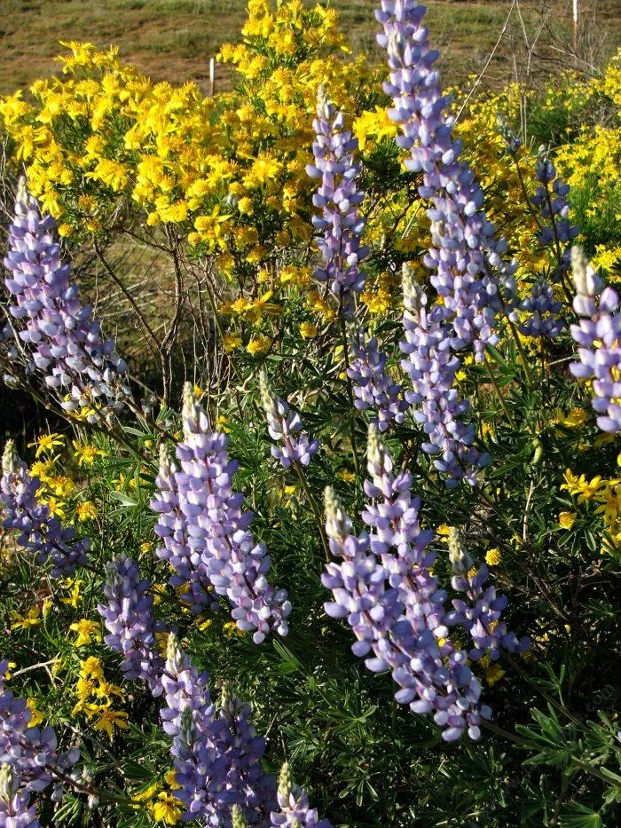 گل لوپین نقره‌ای (Silver Lupine)نام علمی: (Lupinus albifrons)