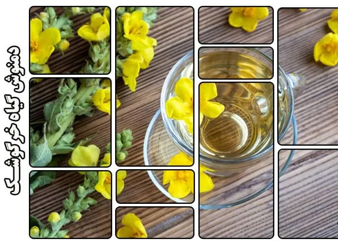 گل ماهور، خرگوشک یا بوصیر (نام علمی: Verbascum) مجموعه تولیدی سیدوس تولید کننده گلدان پلاستیکی سیدوس