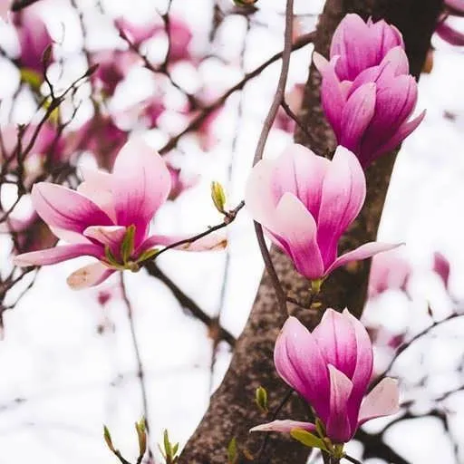 رده‌‌بندی بالاتر: Magnolia sect. Yulaniaنام علمی: Magnolia liliiflora ماگنولیا لیفورا گزینه ای زیبا برای گلدان پلاستیکی درختچه ای سیدوس
