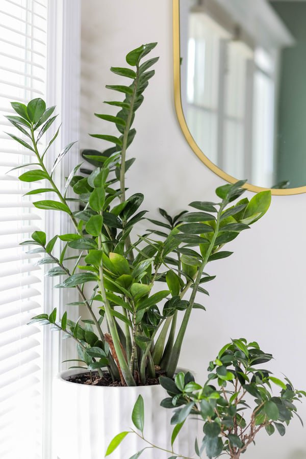 zamiifolia زامفولیا
