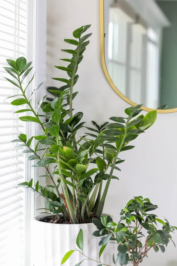 zamiifolia زامفولیا