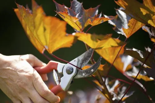 هرس کردن درختان در پاییز وبایدها ونبایدها Pruning trees in the fall: dos and don'ts مجموعه تولیدی سیدوس ,تولید کننده گلدان پلاستیکی سیدوس ,بیش از 120نوع, اعم از گلدان استوانه ای پلاستیکی سیدوس,گلدان الماسی پلاستیکی سیدوس,گلدان مربعی پلاستیکی,گلدان مثلثی پلاستیکی,گلدان گرد پلاستیکی ,باکس مستطیلی,در اندازه های کاکتوسی تا درختچه ای
