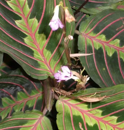 گل مارانتاخانواده Marantaceae
نام علمي Maranta Leuconeura erythroneura
مجموعه تولیدی سیدوس تولید کننده گلدان پلاستیکی سیدوس