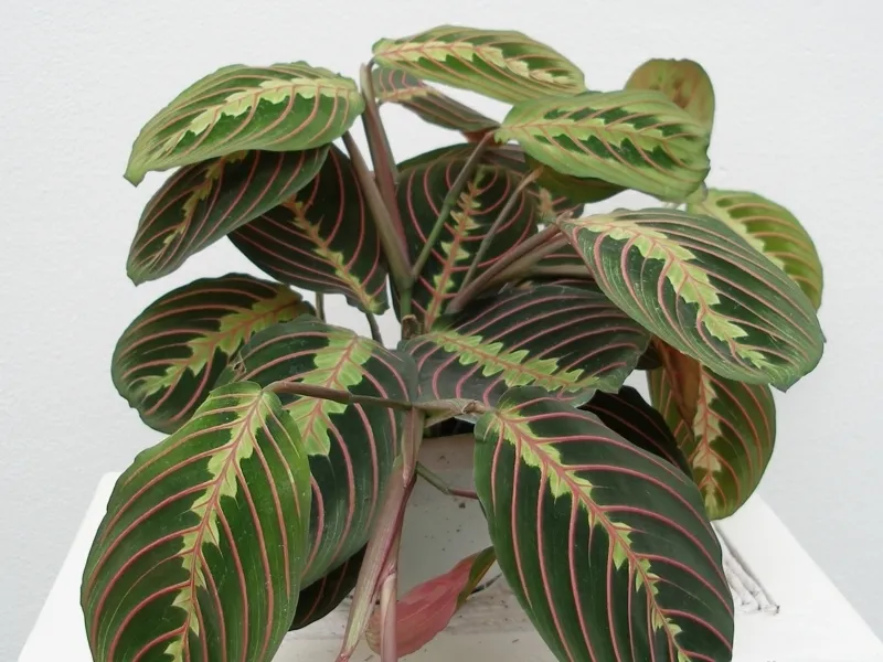گل مارانتاخانواده Marantaceae
نام علمي Maranta Leuconeura erythroneura
مجموعه تولیدی سیدوس تولید کننده گلدان پلاستیکی سیدوس