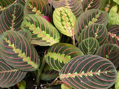گل مارانتاخانواده Marantaceae
نام علمي Maranta Leuconeura erythroneura
مجموعه تولیدی سیدوس تولید کننده گلدان پلاستیکی سیدوس