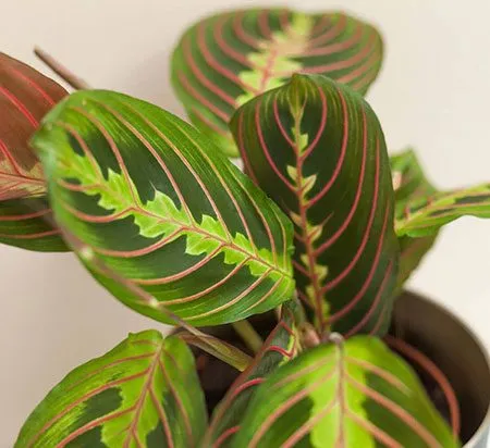 گل مارانتا خانواده Marantaceae نام علمي Maranta Leuconeura erythroneura مجموعه تولیدی سیدوس تولید کننده گلدان پلاستیکی سیدوس