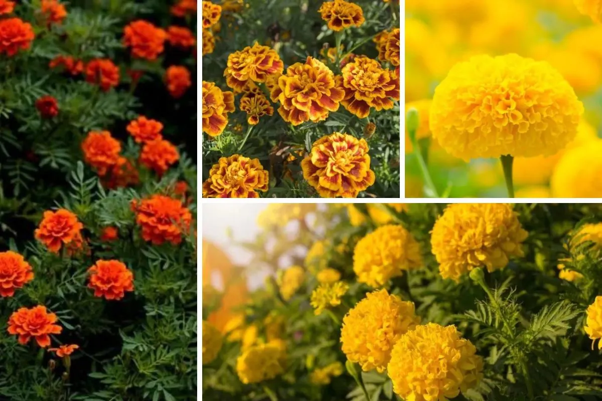 گل جعفریmarigold

<p>Tagetes<br />
	Asteraceae / Compositae آفتابگردانان<br />
مجموعه تولیدی گلدان پلاستیکی سیدوس