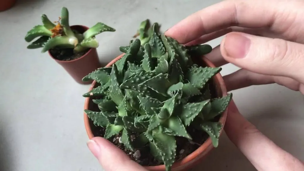 کاکتوس فائوکاریا, Faucaria Tigrina,Aizoaceae, Mesembryanthemum tigrinum مجموعه تولیدی گلدان پلاستیکی سیدوس ,تولید کننده گلدان پلاستیکی استوانه ای سیدوس بهترین گزینه برای کاکتوس های زیبای شما