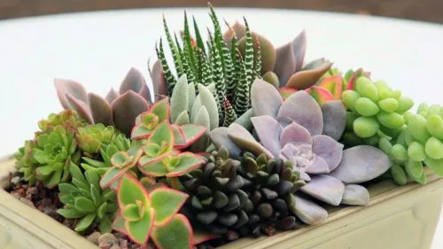 ساکولنت ها وکاکتوس ها Succulents and cacti
مجموعه تولیدی سیدوس ,تولید کننده گلدان پلاستیکی سیدوس ,بیش از 120نوع, اعم از گلدان استوانه ای پلاستیکی سیدوس,گلدان الماسی پلاستیکی سیدوس,گلدان مربعی پلاستیکی,گلدان مثلثی پلاستیکی,گلدان گرد پلاستیکی ,باکس مستطیلی,در اندازه های کاکتوسی تا درختچه ای