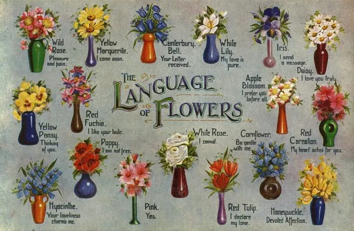  زبان گل ها و تاریخچه‌ی آن ها</p>

<p>The language of<br />
 flowers and their history<br />
مجموعه تولیدی سیدوس تولید کننده گلدان های پلاستیکی سیدوس