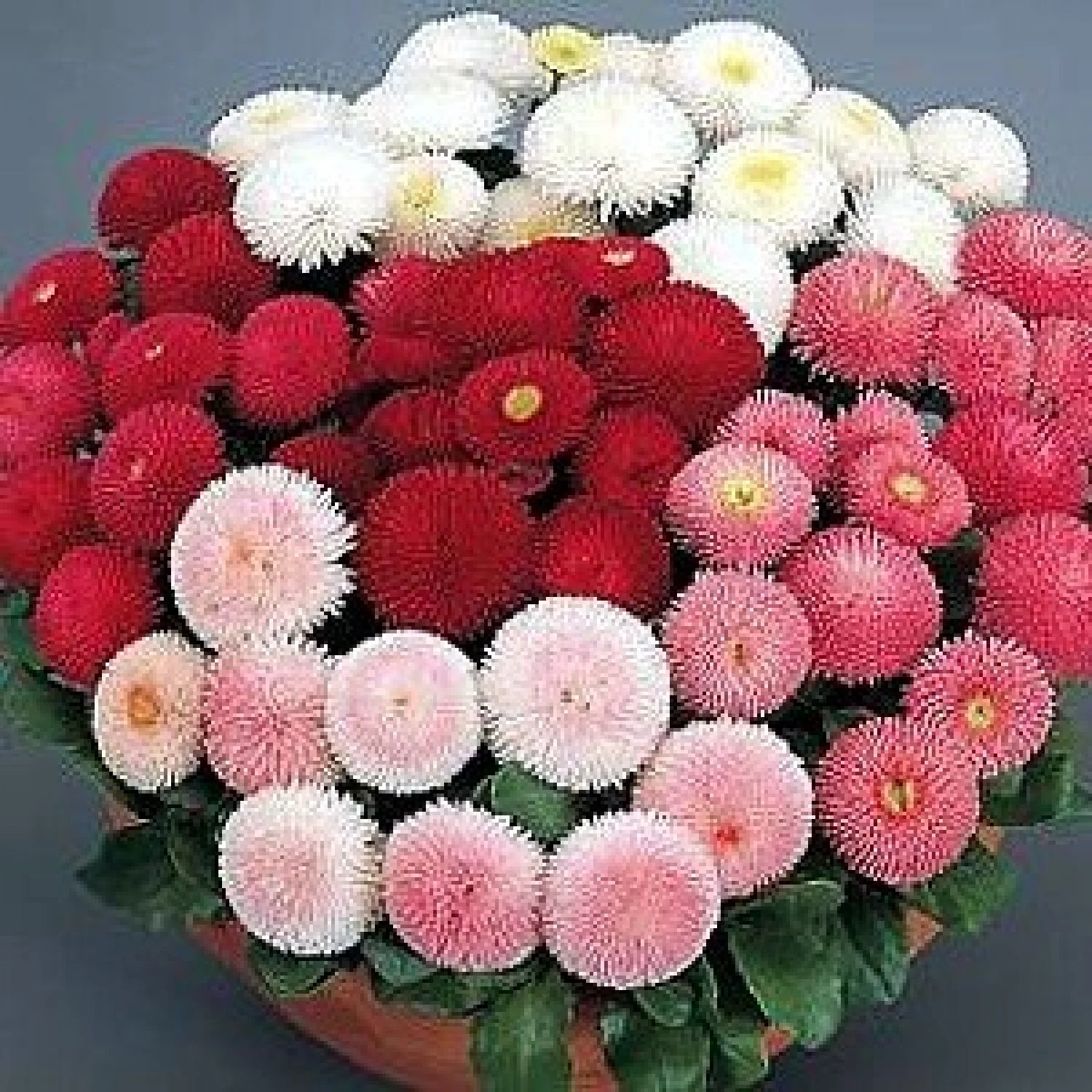 گل مینا

<p>مینای چمنی<br />
دِیْزی چمنی، مینای معمولی و مینای انگلیسی,مینای چینی,مینای افریقایی یا چشم آبی<br />
Aster+  Michaelmas Daisy<br />
(Bellis perennis)<br />
مجموعه تولیدی سیدوس تولید کننده گلدان پلاستیکی سیدوس<br />
