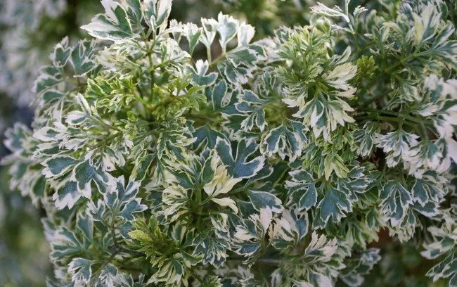 گیاه آرالیا از خانواده Araliaceae که گیاهانی مانند شفلرا (درخت چتر)، فاتزیا، هدرا و سایر گیاهان را نیز شامل می‌شود، است. مجموعه تولیدی سیدوس ,تولید کننده گلدان پلاستیکی سیدوس ,بیش از 120نوع, اعم از گلدان استوانه ای پلاستیکی سیدوس,گلدان الماسی پلاستیکی سیدوس,گلدان مربعی پلاستیکی,گلدان مثلثی پلاستیکی,گلدان گرد پلاستیکی ,باکس مستطیلی,در اندازه های کاکتوسی تا درختچه ای