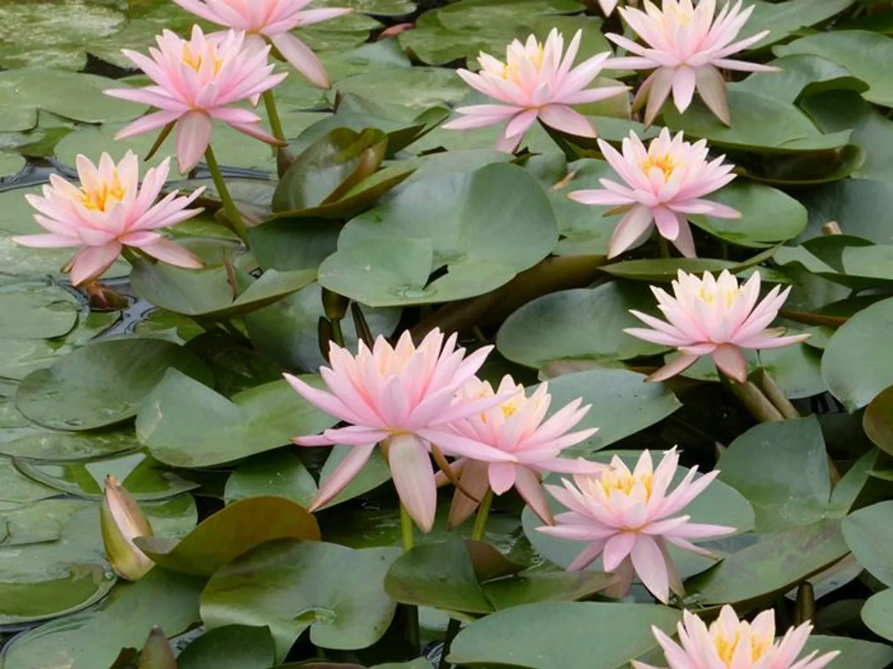 گل نیلوفر آبی (Egyptian Blue Water Lily)نام علمی: (Nymphaea caerulea)