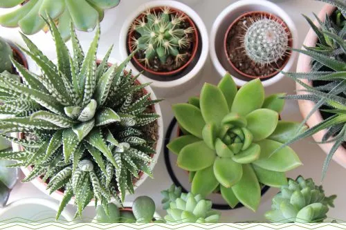 ساکولنت ها وکاکتوس ها Succulents and cacti
مجموعه تولیدی سیدوس ,تولید کننده گلدان پلاستیکی سیدوس ,بیش از 120نوع, اعم از گلدان استوانه ای پلاستیکی سیدوس,گلدان الماسی پلاستیکی سیدوس,گلدان مربعی پلاستیکی,گلدان مثلثی پلاستیکی,گلدان گرد پلاستیکی ,باکس مستطیلی,در اندازه های کاکتوسی تا درختچه ای