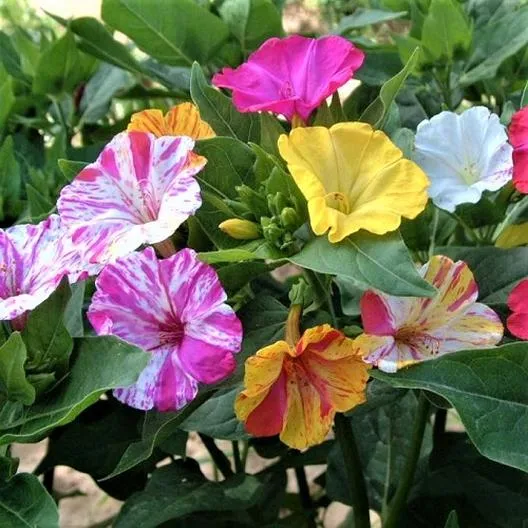 گل لاله عباسی (Four o’Clock Flower)نام علمی: (Mirabilis jalapa)